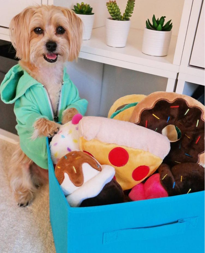 RamboPuppy
